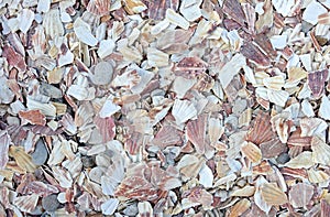 Beach covered in bits of scallop shells packed together in a thick layer