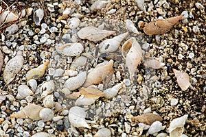 Background of a beach covered in snail shells