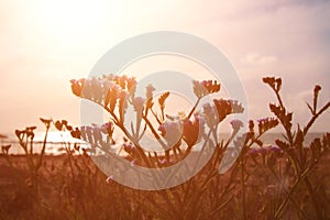background of beach and sea with wheat field at sunset colors.
