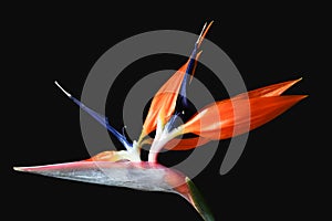 Strelitzia flower or bird of paradise flower on a black background