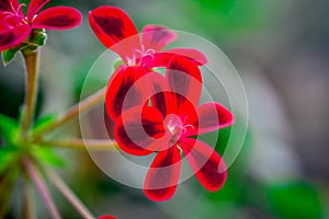 Geranium flowers in garden