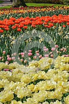 Colourful tulips growing in garden