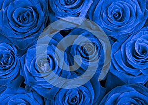Hermoso azul rosas 