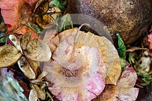 Background of beautiful dried potpourri with delicate pastels and earth tones - selective focus