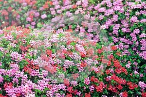 Background with beautiful ivy geranium flowers