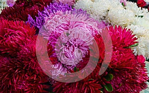 Background of beautiful mixed aster, autumn flowers