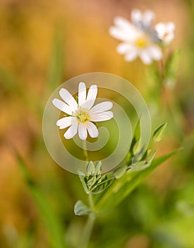 Background beautiful nature flower spring wild flowers white floral plant summer green meadow blossom landscape field beauty fresh