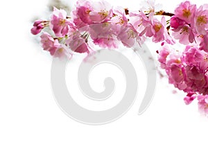 Background with Beautiful pink cherry blossom