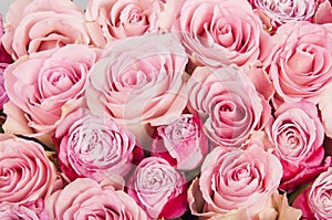 Background with beautiful pink roses