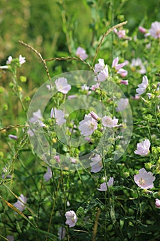 Background of Beautiful pink wildflowers macro. Lavatera, wild mallow.