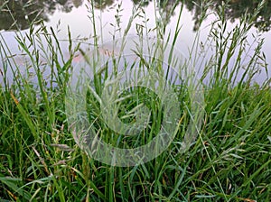 Background Beautiful places Blogger Grass Water Idyll Woman writing blog content in notebook at table