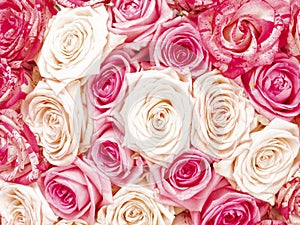 Background of beautiful roses