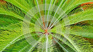 Background of beautiful Sago Cycad or Cycas revoluta Thunb leaves are growing in botanical garden, close up and high angle view