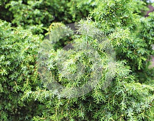Background from beautiful thick green juniper branches. Conifers in alternative medicine, medicinal tree