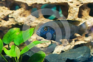 Background with beautiful turquoise aquarian small fish.