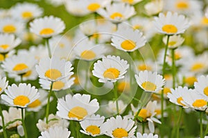 Background of beautiful White Daisy flowers