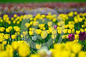 Background of beautiful yellow tulips in spring