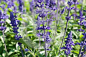 Background of beautifully blooming Salvia medicinal plant.