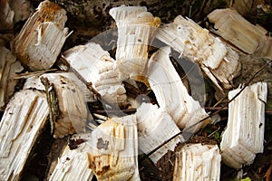 Background beaver chips