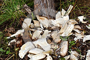 Background beaver chips