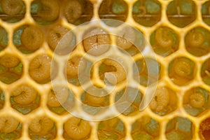 Background of bee honeycombs with larvae in a hive