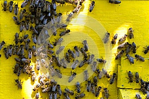 Background of bees