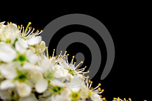 white flowers on black background photo