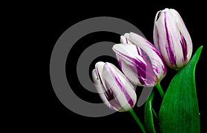Tulips flowers on black background photo