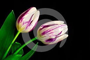 Tulips flowers on black background photo
