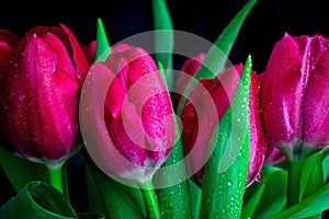 Pink tulips on black background photo