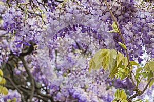 Background big beautiful tree of purple wisteria blossoms