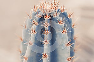 Background with big cactus, toned image