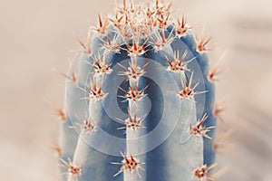 Background with big cactus, toned image photo