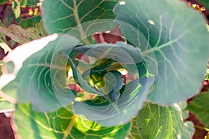 Background of big fresh cabbage or headed cabbage closeup, biennial plant grown as an annual vegetable crop