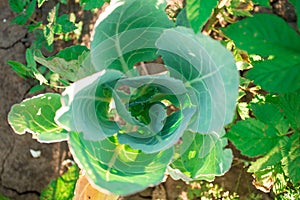 Background of big fresh cabbage or headed cabbage closeup, biennial plant grown as an annual vegetable crop