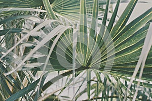 Background with big green palm tree leaf