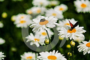Background with big white daisies and green and nacreous bugs. Insects and flowers.