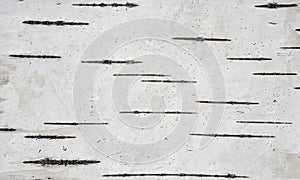 Background of birch bark