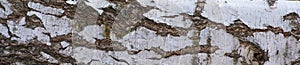 background birch, bark. panorama. White birch grove