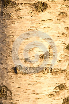 Background birch bark in the setting sun. Structure backgrounds