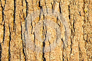 Background birch bark in the setting sun.