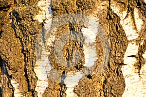 Background birch bark in the setting sun. Structure backgrounds.