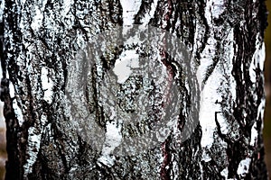 Background birch bark texture