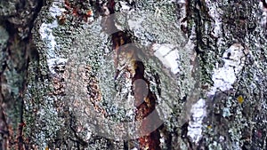 Background birch bark texture