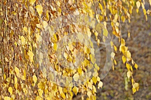 Background of birch branches with yellow leaves in autumn
