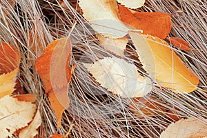 Background. Birch leaves on dry grass.