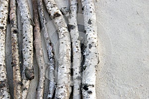 Background birch twigs in the sand closeup