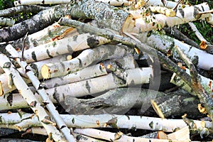 Background birch wood