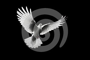 Background bird feather freedom pigeon white free flight peace dove nature
