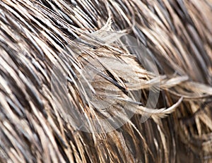 Background bird feathers